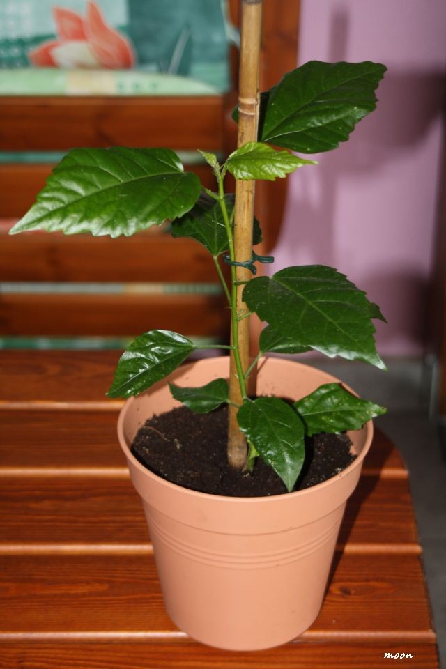 tropski hibiskus